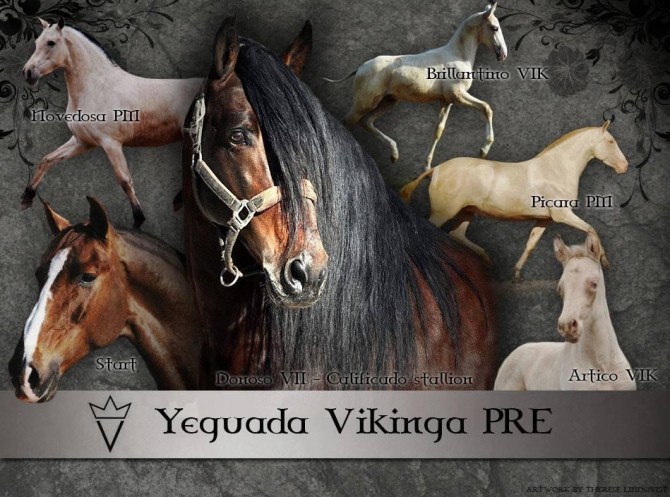 Welcome to our social medias - Vikinga Sales & Breeding