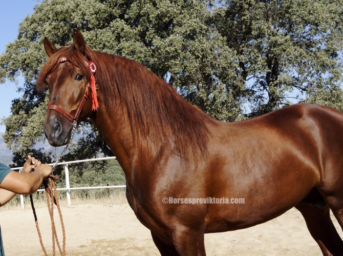 MAD Chestnut PRE stud dressage stallion - Vikinga Sales & Breeding