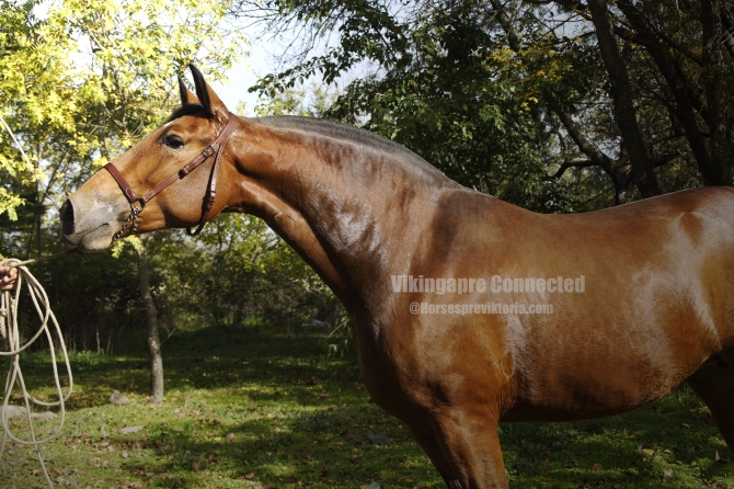 SOLD Marin Garcia/Evento broodmare in foal - Vikinga Sales & Breeding