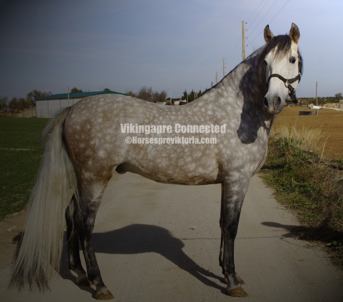 CAR - Top class stud/ dressage stallion - Vikinga Sales & Breeding