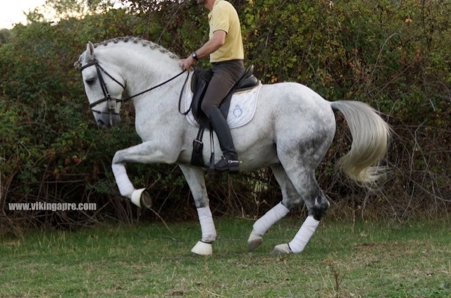 Horses for sale services - Vikinga Sales & Breeding