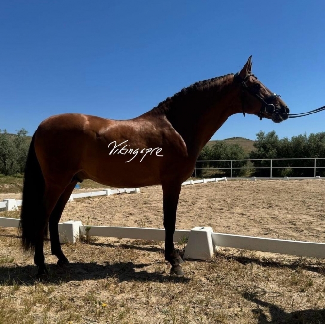  - Vikinga Sales & Breeding