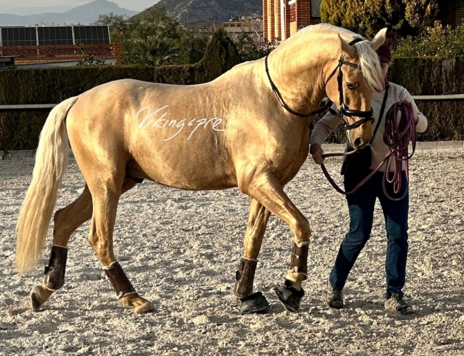  - Vikinga Sales & Breeding