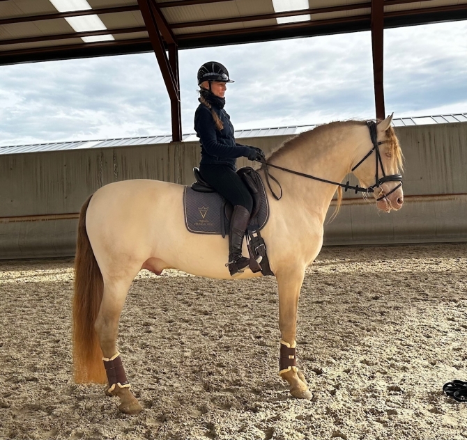 Vikinga bred stallions, mares and foals available/sold - Vikinga Sales & Breeding