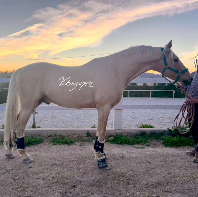  - Vikinga Sales & Breeding