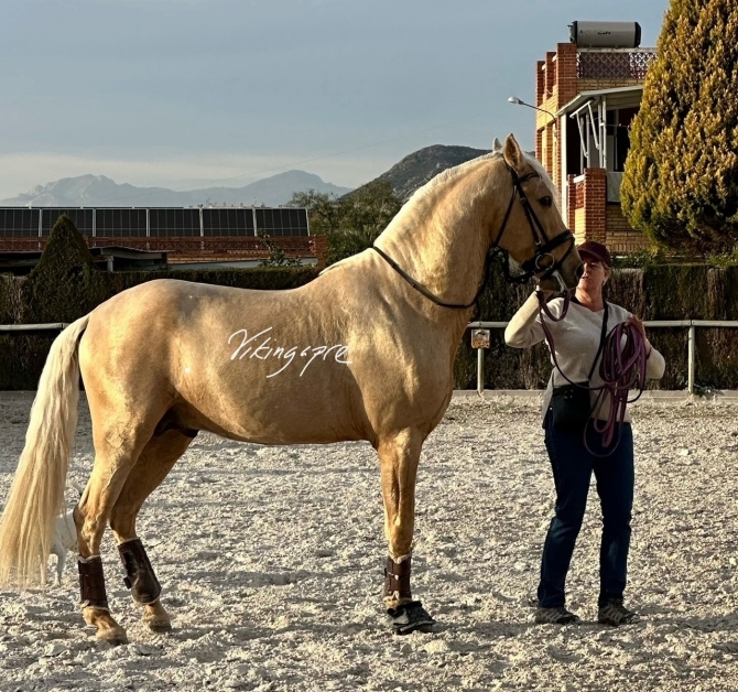  - Vikinga Sales & Breeding