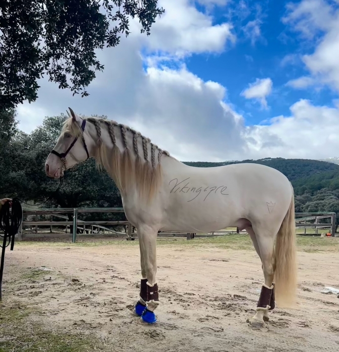  - Vikinga Sales & Breeding