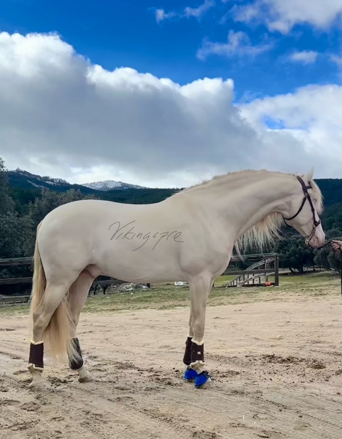  - Vikinga Sales & Breeding