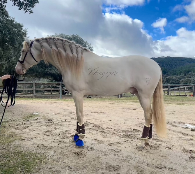  - Vikinga Sales & Breeding