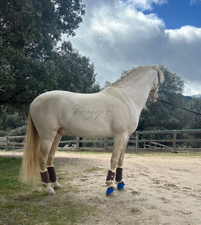  - Vikinga Sales & Breeding