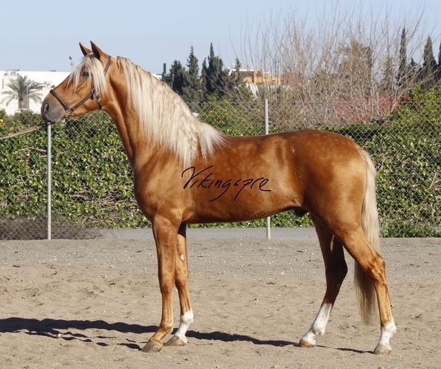  - Vikinga Sales & Breeding