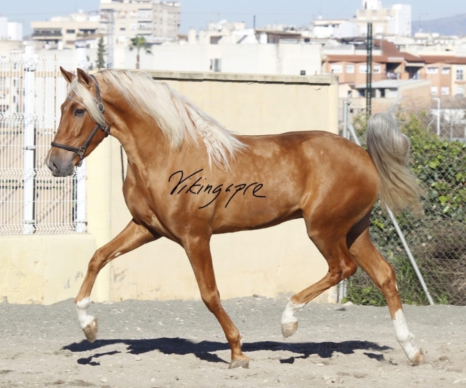  - Vikinga Sales & Breeding