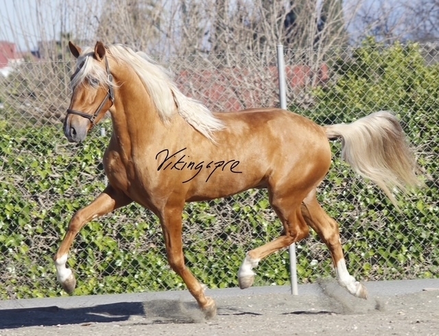  - Vikinga Sales & Breeding